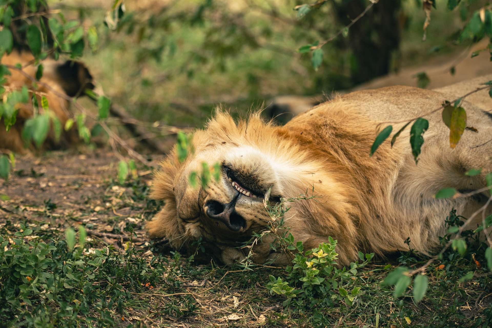wildlife photography